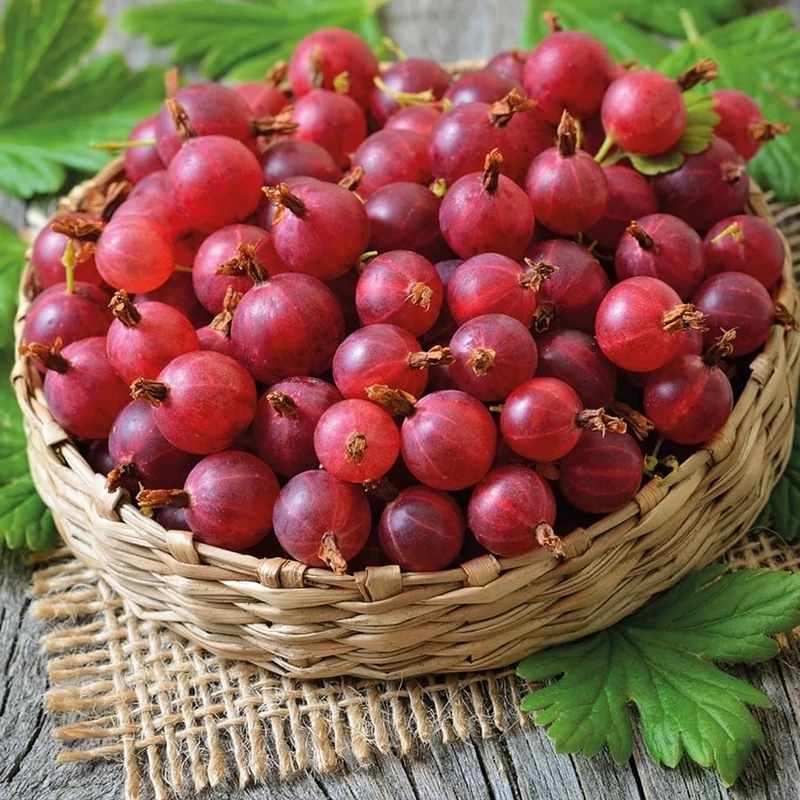 نهال گوس بری (سردسیری)
