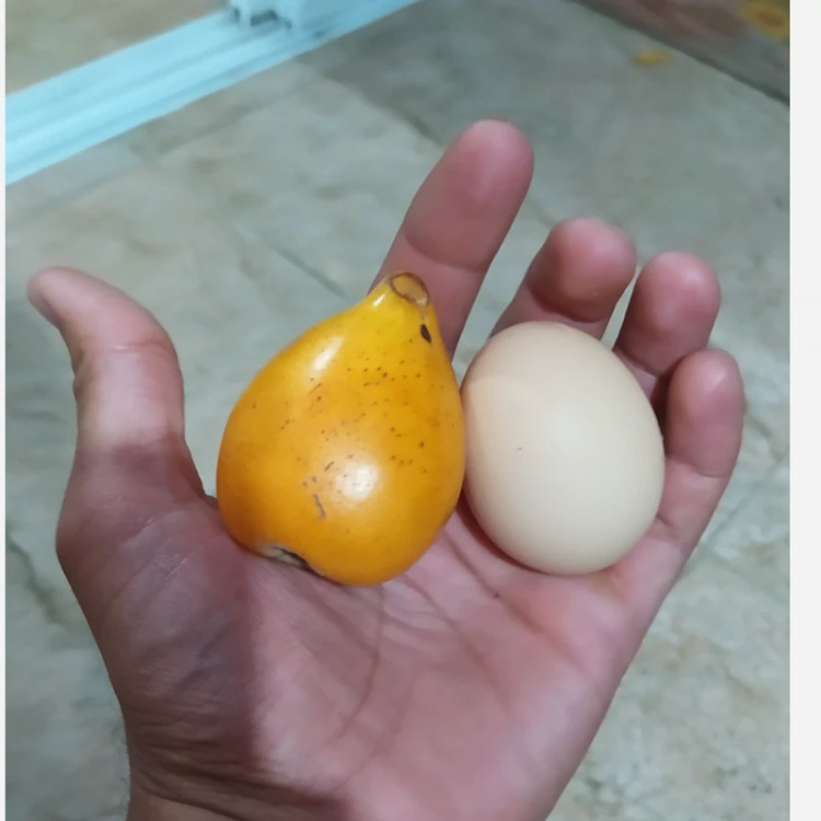 نهال ازگیل ژاپنی آرتا نهال