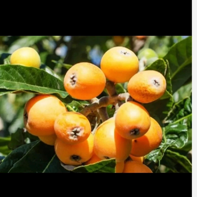 میوه ازگیل ژاپنی