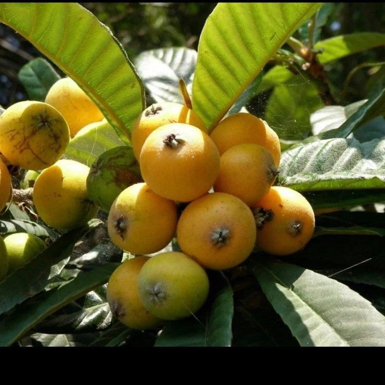 گل ازگیل ژاپنی