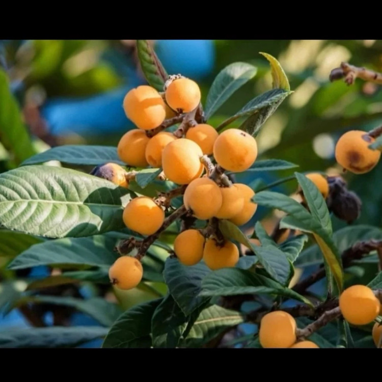 درخت ازگیل ژاپنی