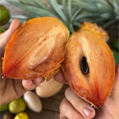 نهال چیکو آرتا نهال