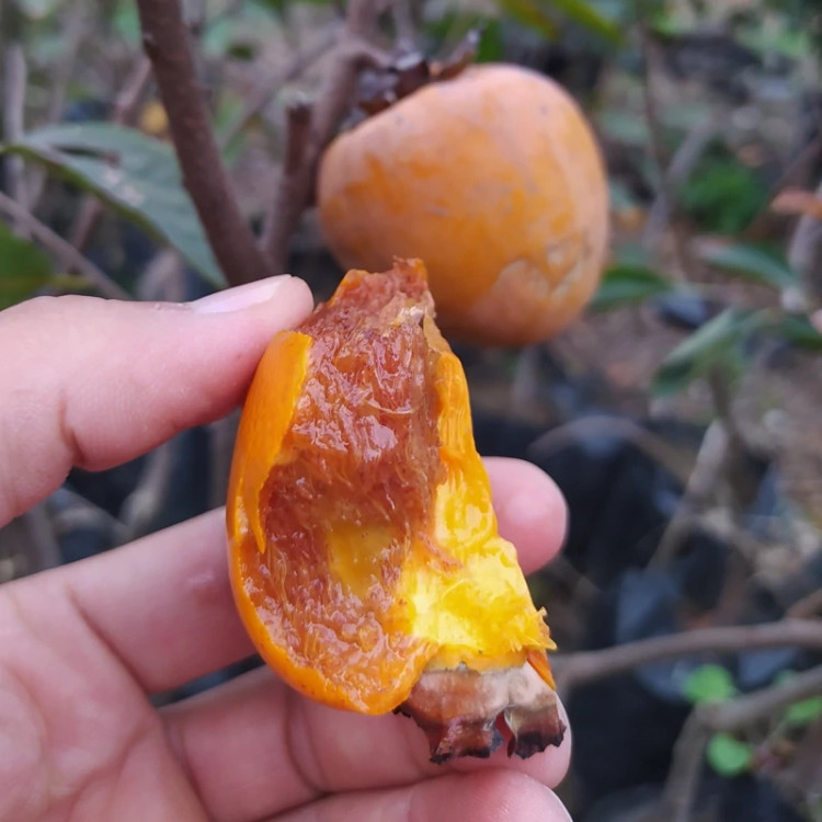 میوه خرمالو شکلاتی