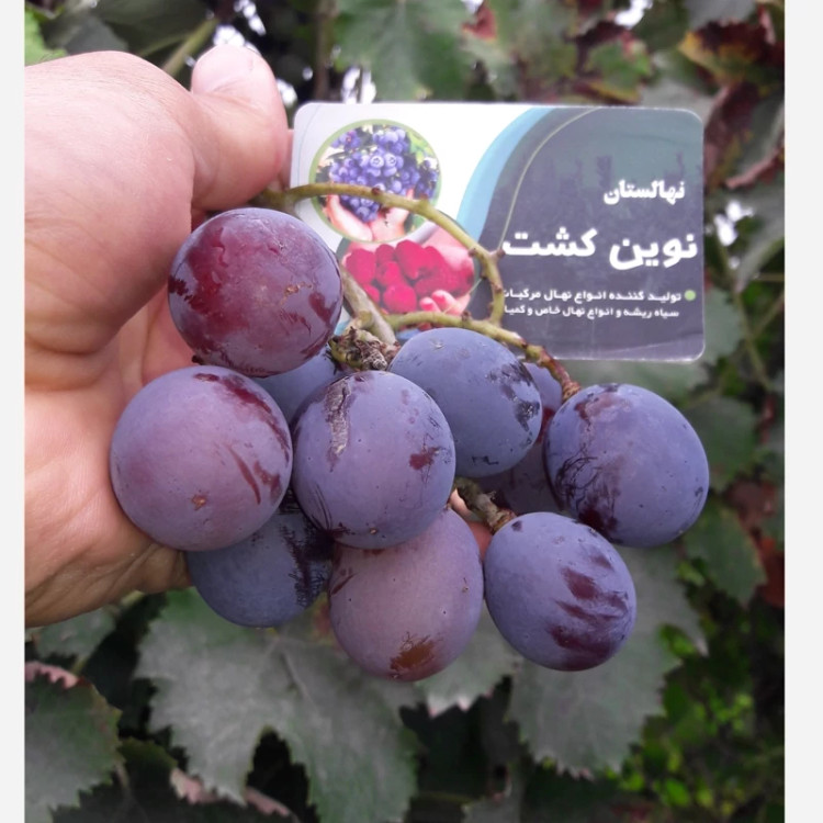 درخت انگور مسکات