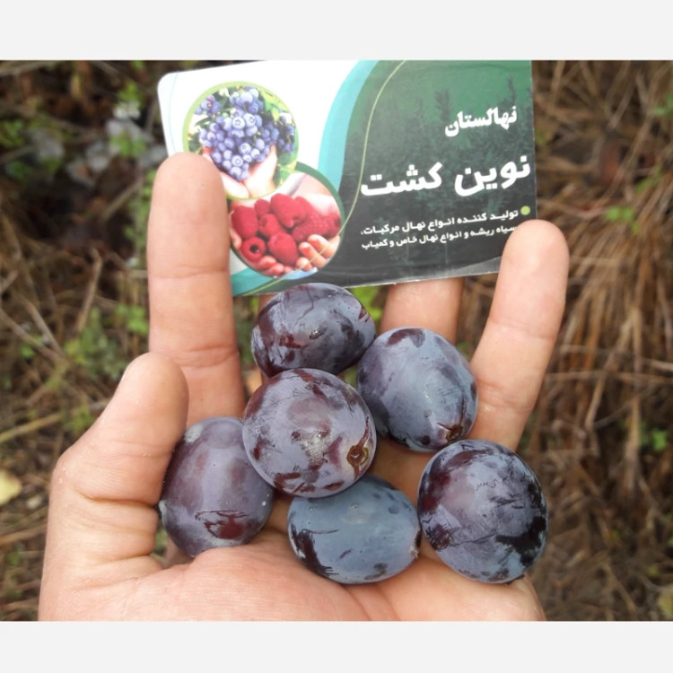 میوه انگور مسکات