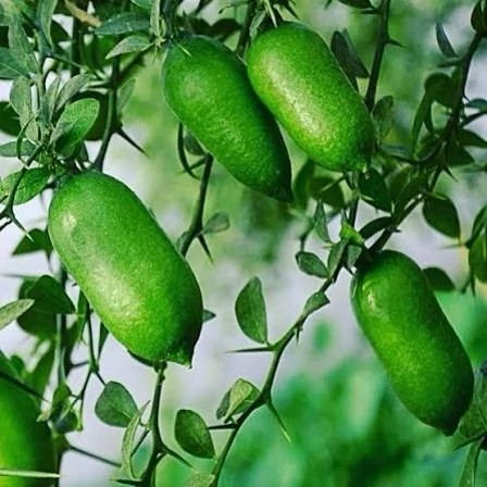 درخت لیمو خاویاری