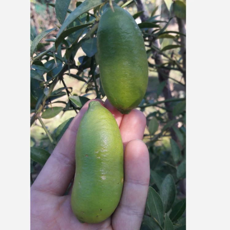 باغ لیمو خاویاری