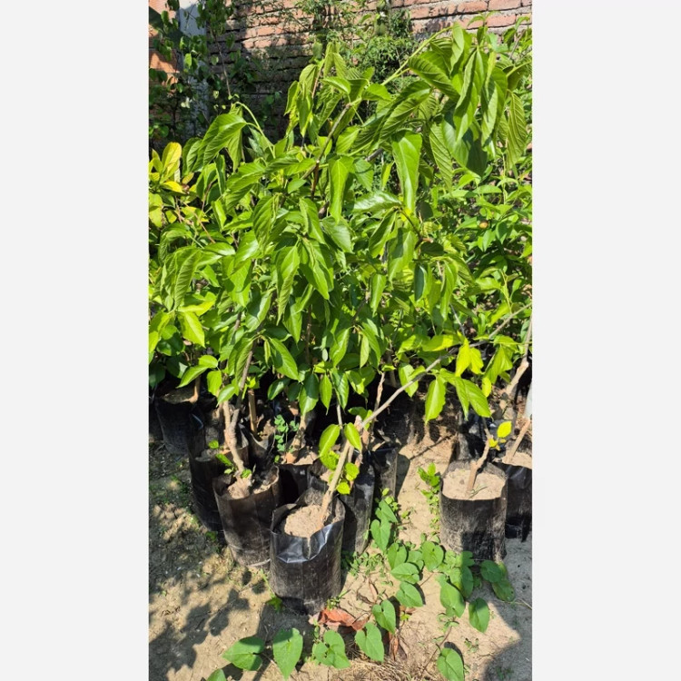 نهال پیوندی 2ساله توت موزی سیاه (میوه ده)