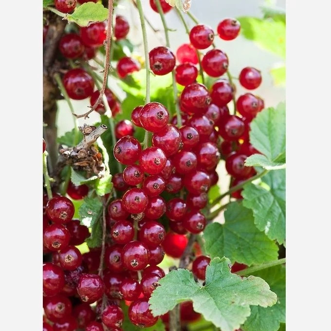 نهال میوه دار ردکارنت (انگور درختچه ای) (سردسیری و معتدله)