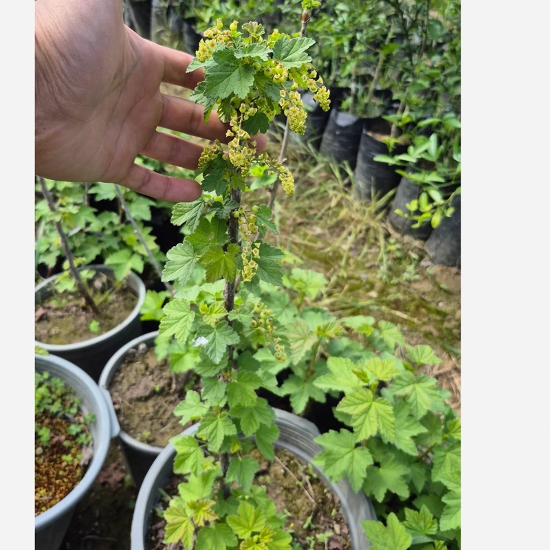 نهال میوه دار ردکارنت (انگور درختچه ای) (سردسیری و معتدله)