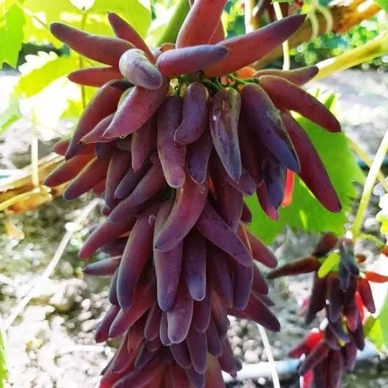 نهال انگور شمشیری سیاه