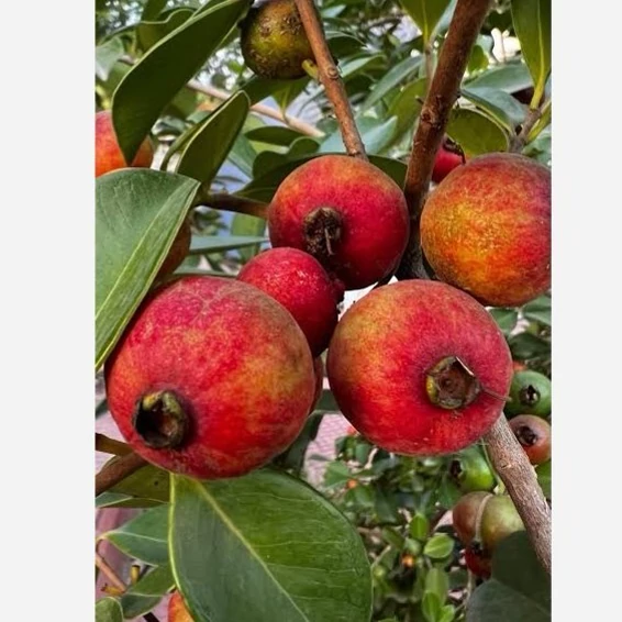 نهال گواوا قرمز و زرد ( معتدله تا گرمسیر )