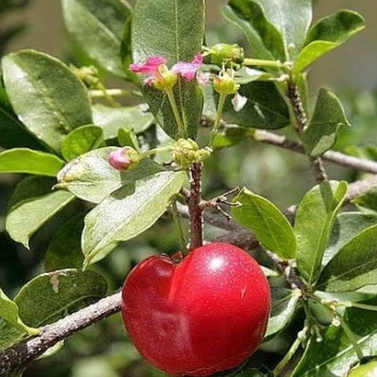 نهال گیلاس باربادوس ( معتدله تا گرمسیر)