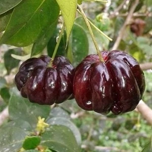 نهال گیلاس سورینام 3ساله