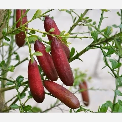 نهال لیمو خاویاری قرمز