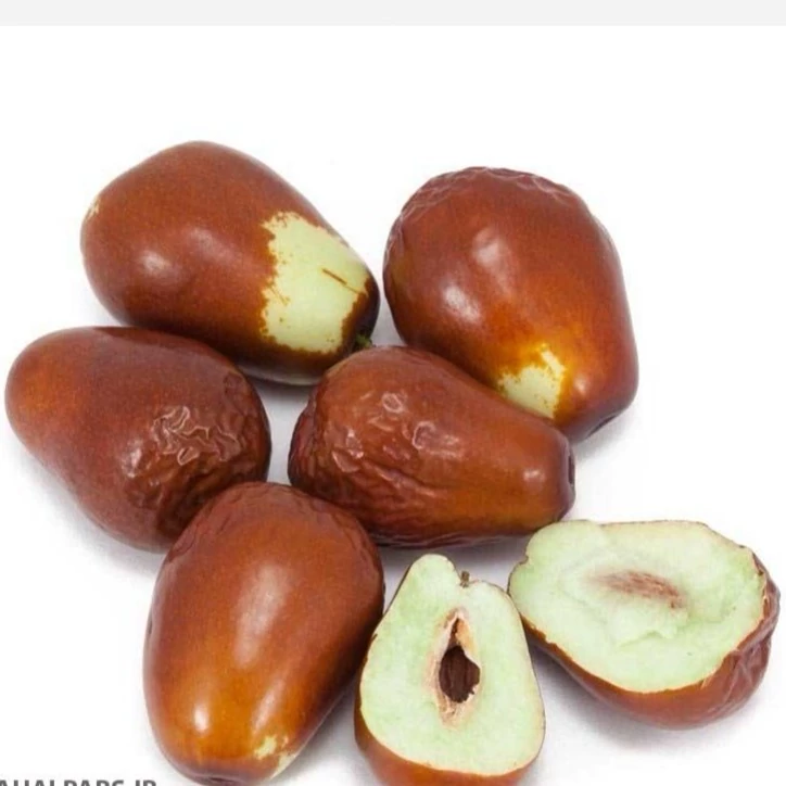 نهال پیوندی عناب اوکراینی (3ساله  و بزرگ)