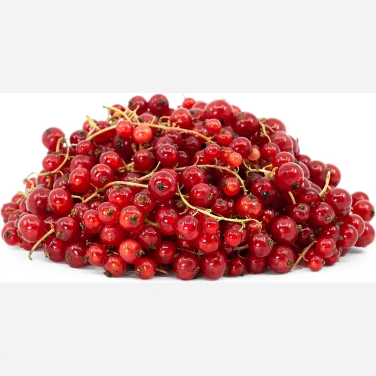 نهال ردکارنت دوساله و بالغ (سردسیری و معتدله)