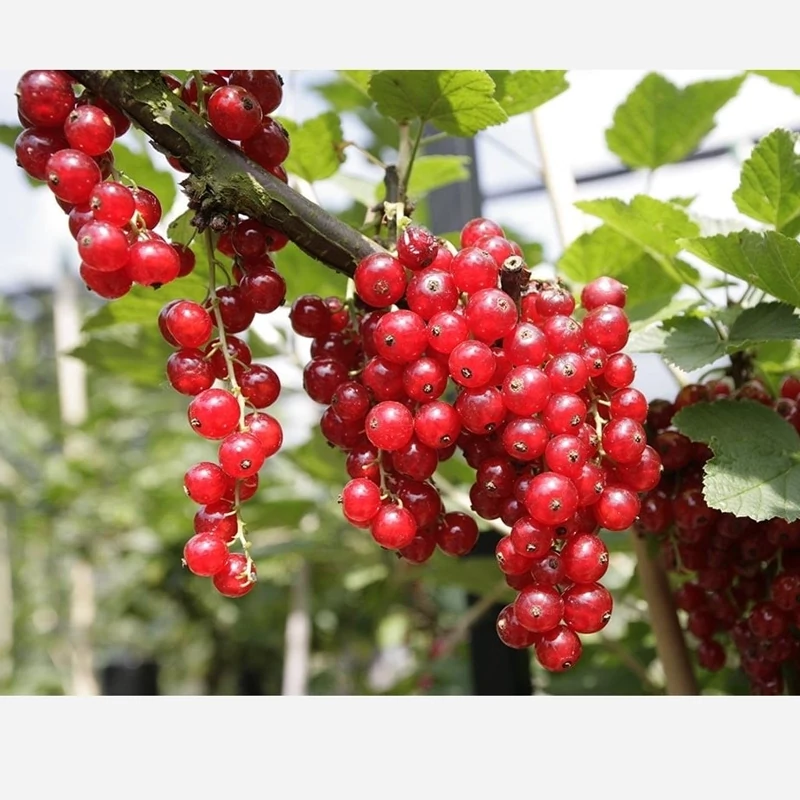 نهال ردکارنت دوساله و بالغ (سردسیری و معتدله)