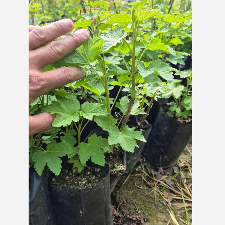 نهال ردکارنت دوساله و بالغ (سردسیری و معتدله)