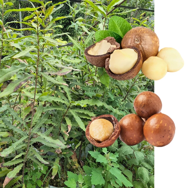 نهال 3ساله ماکادمیا یک متری (فندوق استرالیایی)