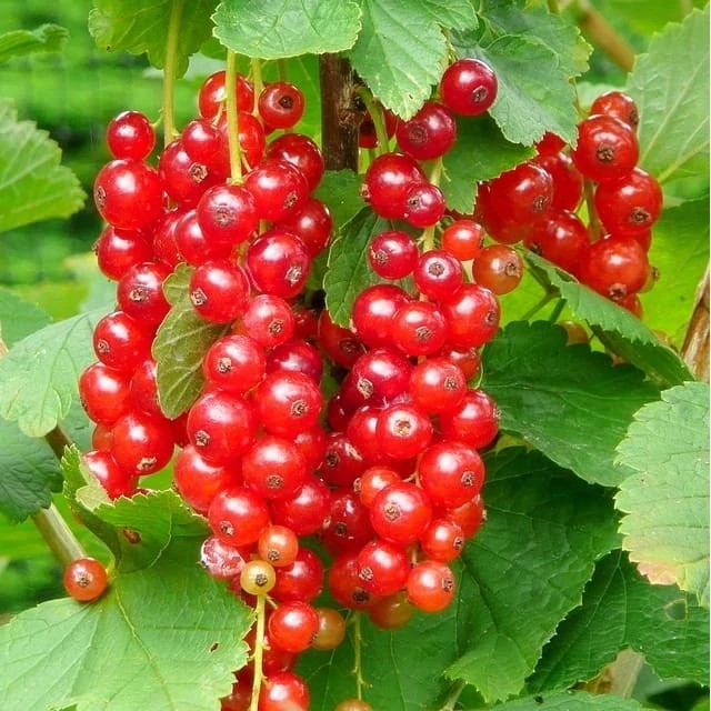 نهال ردکارنت دوساله و بالغ (سردسیری و معتدله)