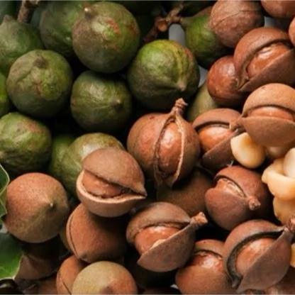 نهال ماکادمیا ( معتدله و نیمه گرمسیر)