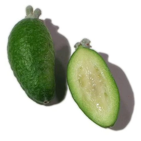نهال فیجوآ (پیوندی ) 2ساله بالغ (معتدله تا گرمسیر )