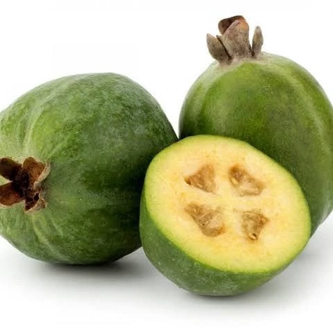 نهال فیجوآ (پیوندی ) 2ساله بالغ (معتدله تا گرمسیر )