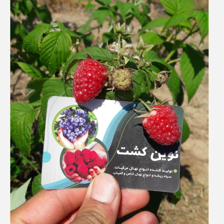 نهال رازبری قرمز معطر 3فصل