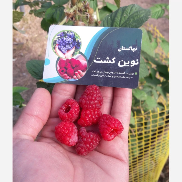 نهال رازبری قرمز معطر 3فصل