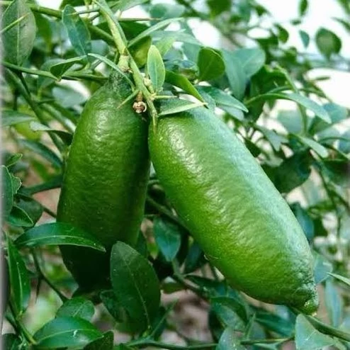 لیمو خاویاری (معتدله تا گرمسیر)