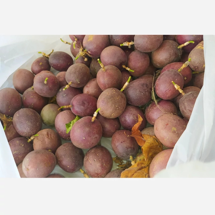 نهال پشن فروت ارغوانی ( معتدله تا گرمسیر)