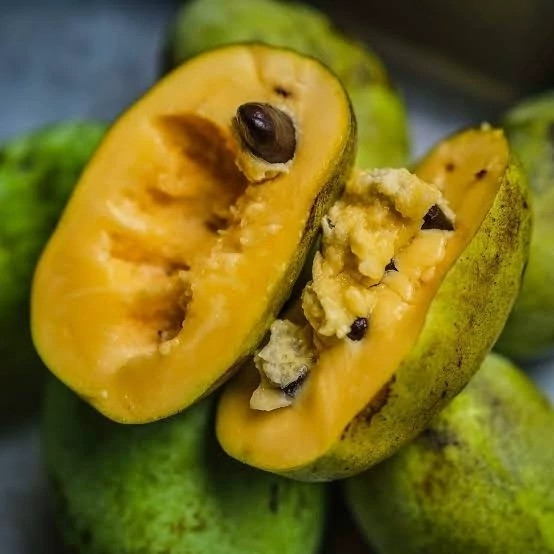 نهال انبه سردسیری (موز انبه یا پاوپاو)
