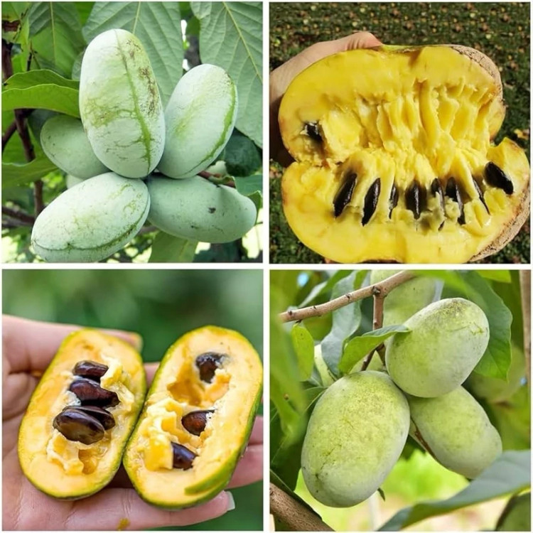 نهال انبه سردسیری (موز انبه یا پاوپاو)
