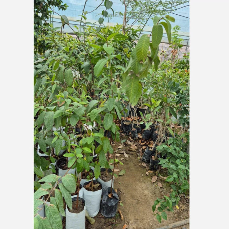 نهال 3 ساله گواوا سیبی پاکوتاه(گرمسیری)