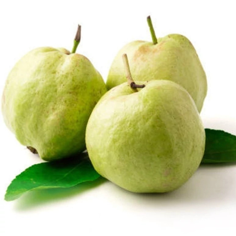 نهال 3 ساله گواوا سیبی پاکوتاه(گرمسیری)