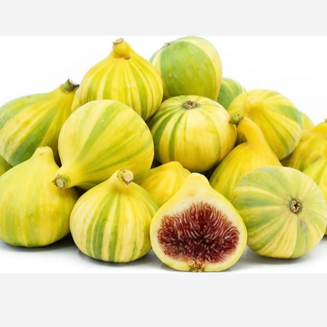 انجیر تایگر (ابلق)