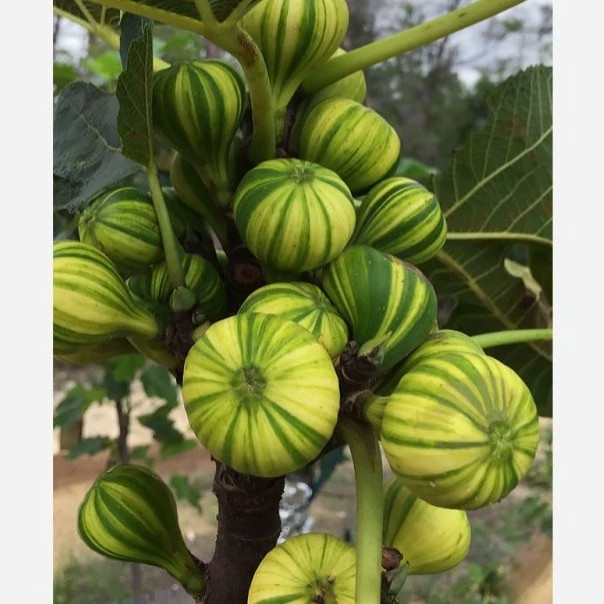 انجیر تایگر (ابلق)