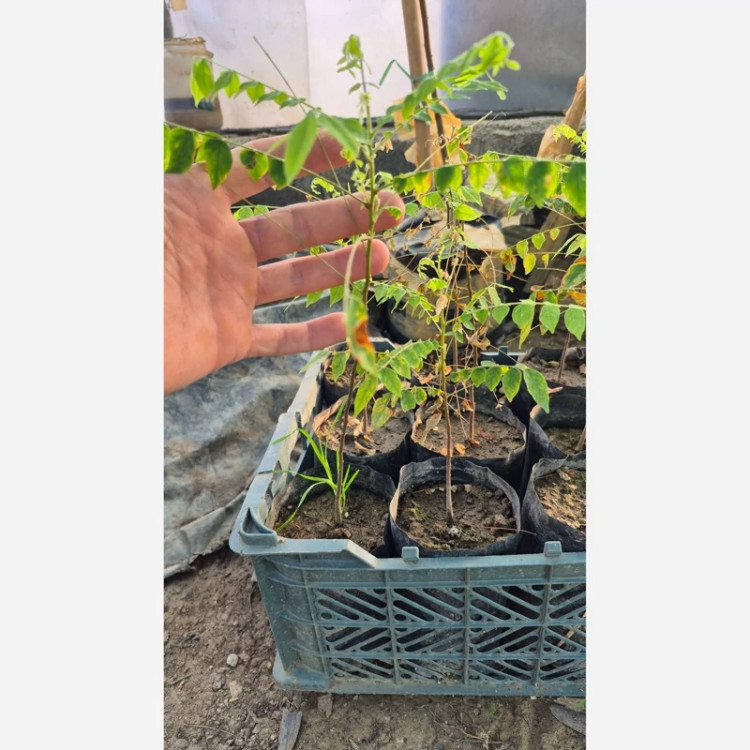 نهال استار فروت ( نیمه گرمسیر )