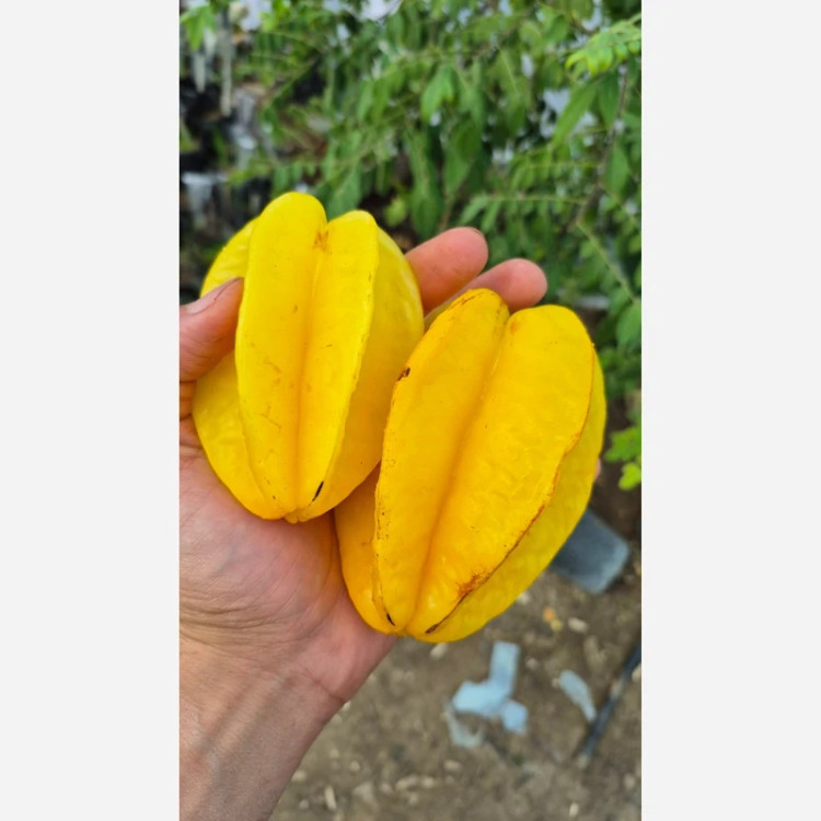 نهال استار فروت ( نیمه گرمسیر )