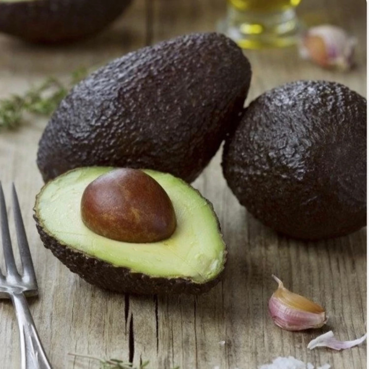 نهال پیوندی آووکادو HAS