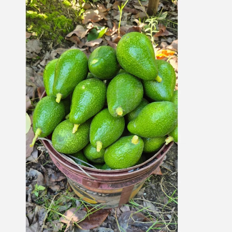 میوه آووکادو تازه