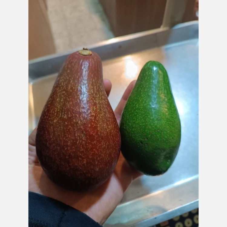 تصویر نهال آووکادو